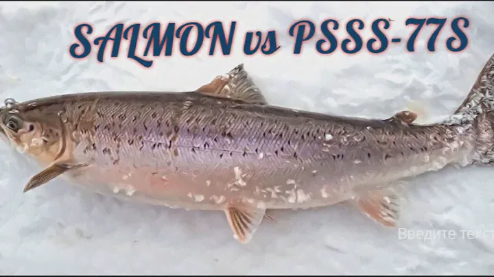 PSSS-77S vs SALMO Отпускайте рыбу IV